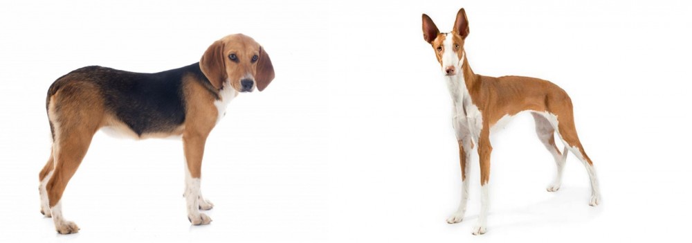 Ibizan Hound vs Beagle-Harrier - Breed Comparison
