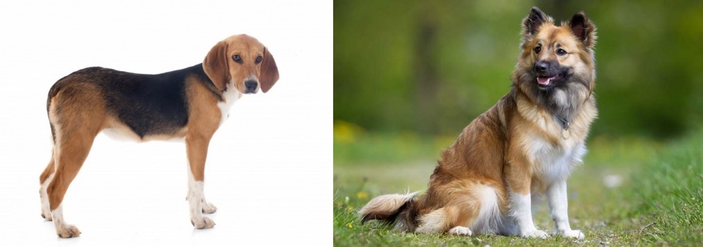 Icelandic Sheepdog vs Beagle-Harrier - Breed Comparison