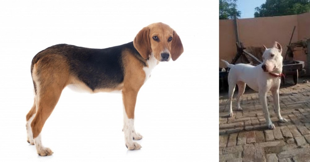Indian Bull Terrier vs Beagle-Harrier - Breed Comparison
