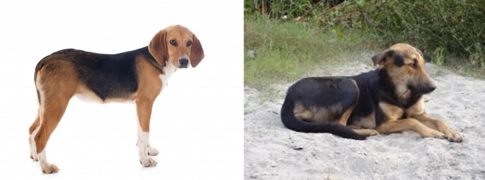 Indian Pariah Dog vs Beagle-Harrier - Breed Comparison