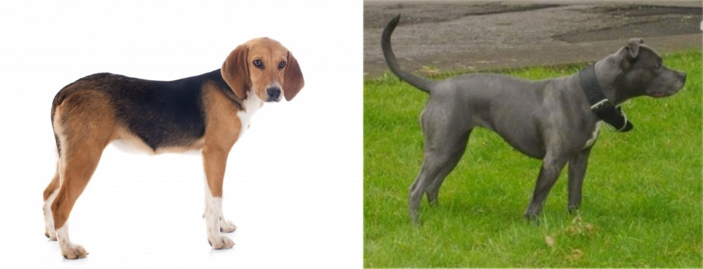 Irish Bull Terrier vs Beagle-Harrier - Breed Comparison