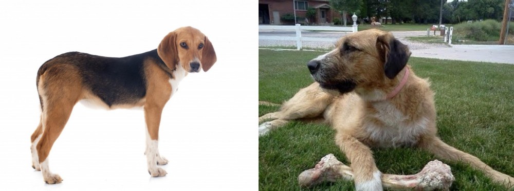 Irish Mastiff Hound vs Beagle-Harrier - Breed Comparison
