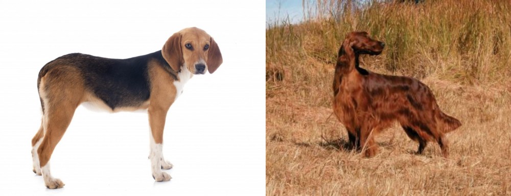 Irish Setter vs Beagle-Harrier - Breed Comparison