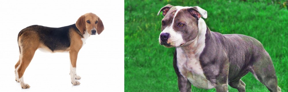 Irish Staffordshire Bull Terrier vs Beagle-Harrier - Breed Comparison