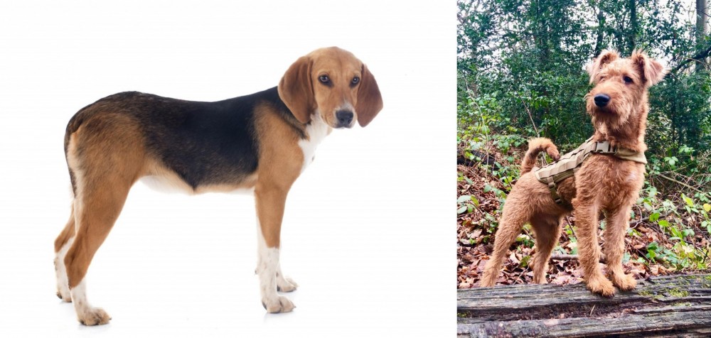 Irish Terrier vs Beagle-Harrier - Breed Comparison