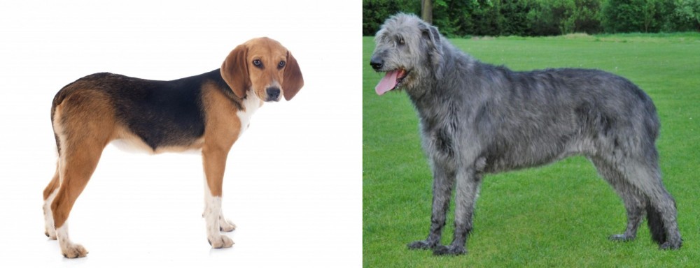 Irish Wolfhound vs Beagle-Harrier - Breed Comparison