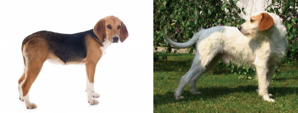 Istarski Ostrodlaki Gonic vs Beagle-Harrier - Breed Comparison