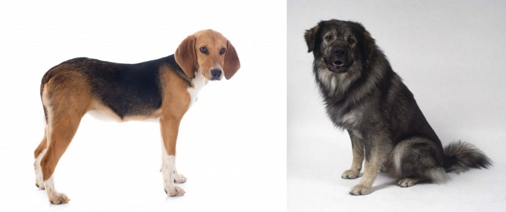 Istrian Sheepdog vs Beagle-Harrier - Breed Comparison