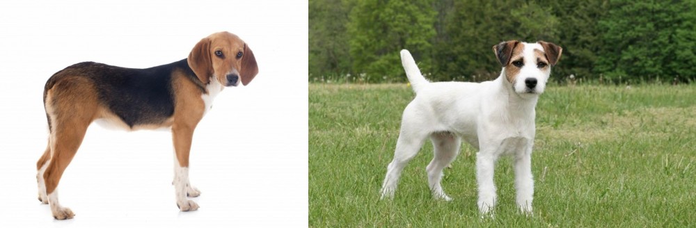 Jack Russell Terrier vs Beagle-Harrier - Breed Comparison