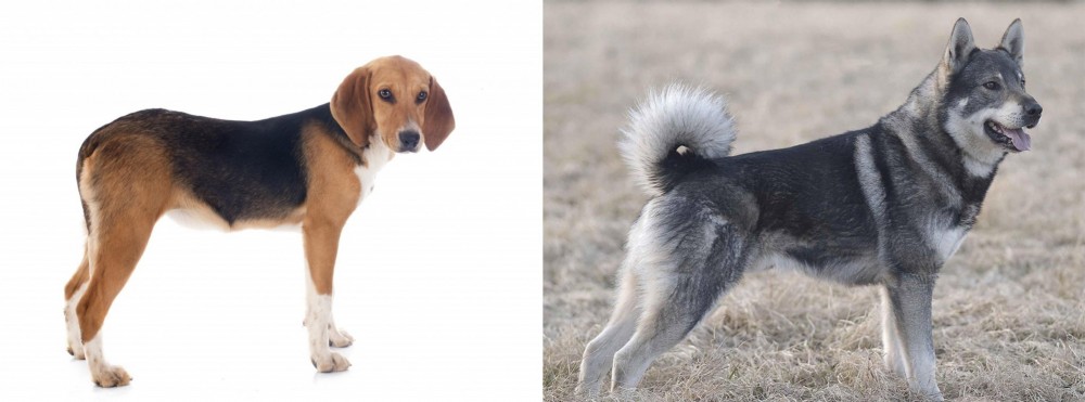 Jamthund vs Beagle-Harrier - Breed Comparison