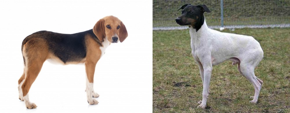 Japanese Terrier vs Beagle-Harrier - Breed Comparison