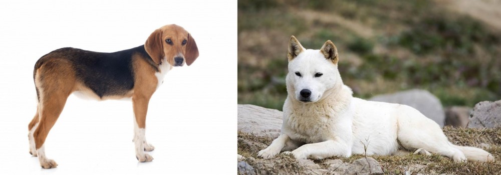 Jindo vs Beagle-Harrier - Breed Comparison