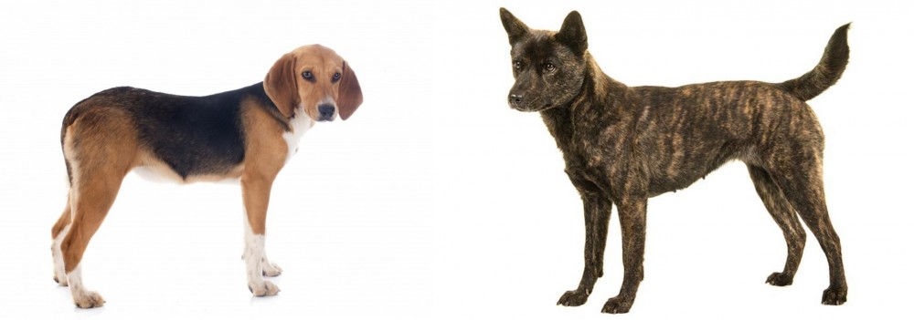 Kai Ken vs Beagle-Harrier - Breed Comparison