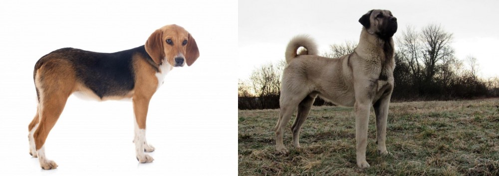 Kangal Dog vs Beagle-Harrier - Breed Comparison