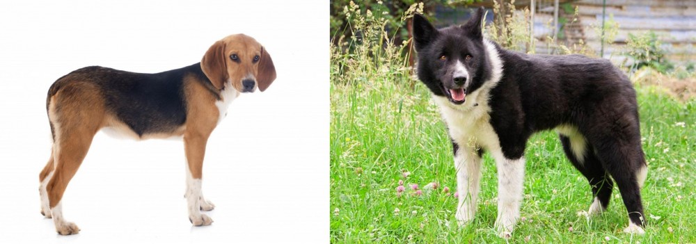 Karelian Bear Dog vs Beagle-Harrier - Breed Comparison