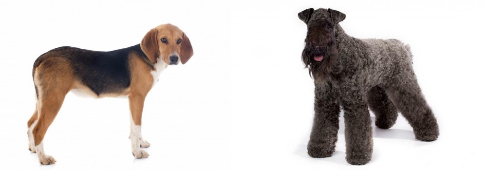 Kerry Blue Terrier vs Beagle-Harrier - Breed Comparison