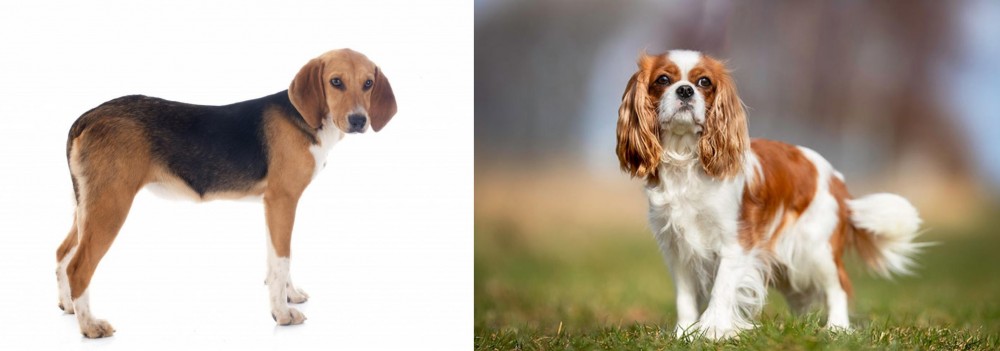 King Charles Spaniel vs Beagle-Harrier - Breed Comparison