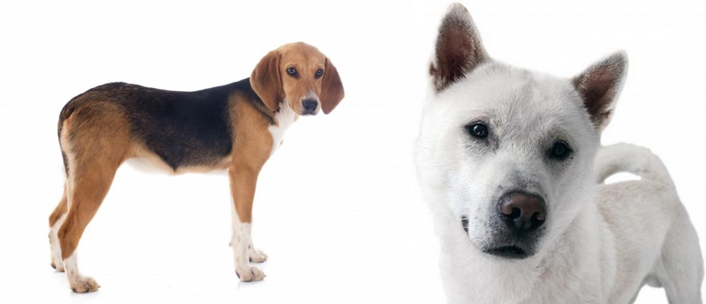 Kishu vs Beagle-Harrier - Breed Comparison