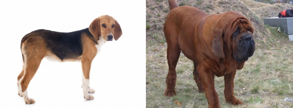 Korean Mastiff vs Beagle-Harrier - Breed Comparison
