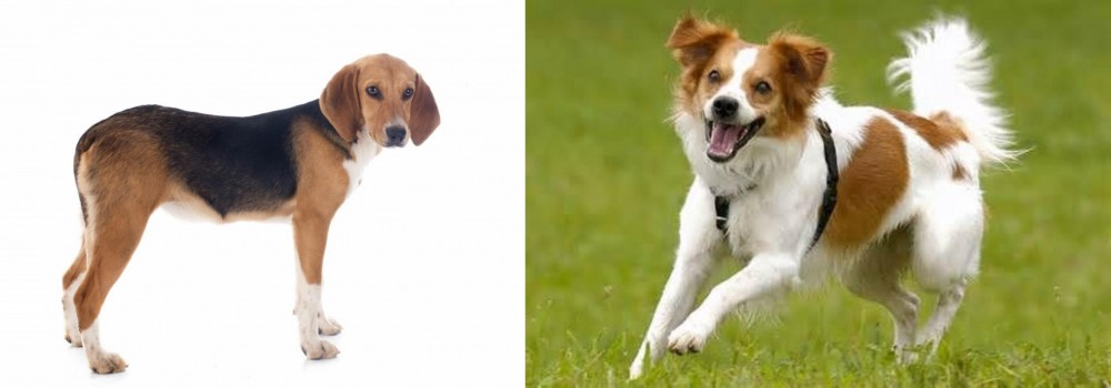 Kromfohrlander vs Beagle-Harrier - Breed Comparison