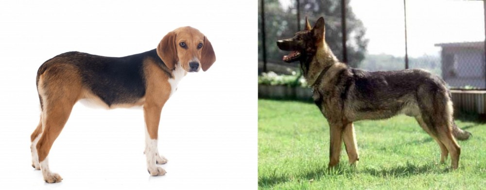 Kunming Dog vs Beagle-Harrier - Breed Comparison