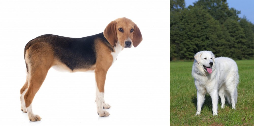 Kuvasz vs Beagle-Harrier - Breed Comparison