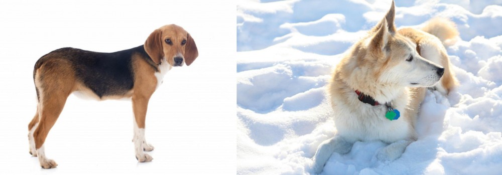 Labrador Husky vs Beagle-Harrier - Breed Comparison