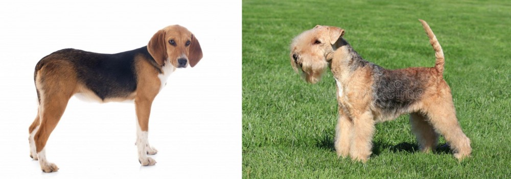 Lakeland Terrier vs Beagle-Harrier - Breed Comparison