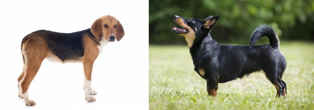 Lancashire Heeler vs Beagle-Harrier - Breed Comparison