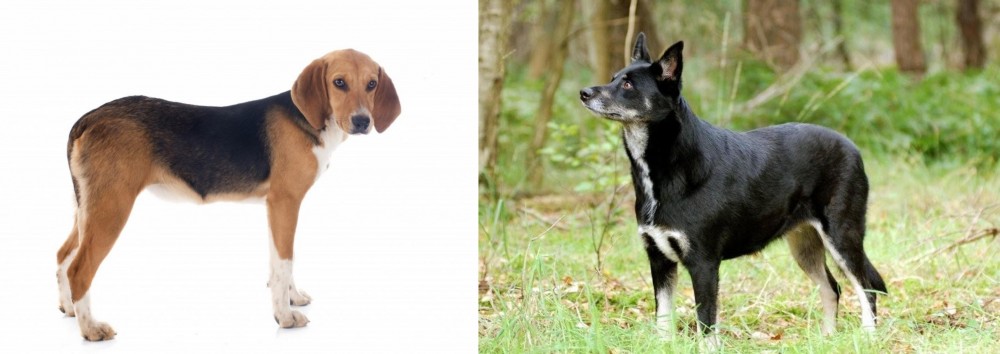 Lapponian Herder vs Beagle-Harrier - Breed Comparison