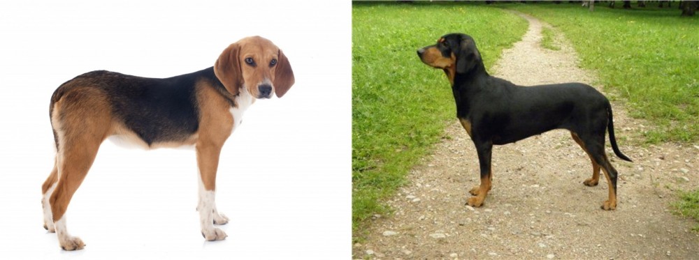 Latvian Hound vs Beagle-Harrier - Breed Comparison