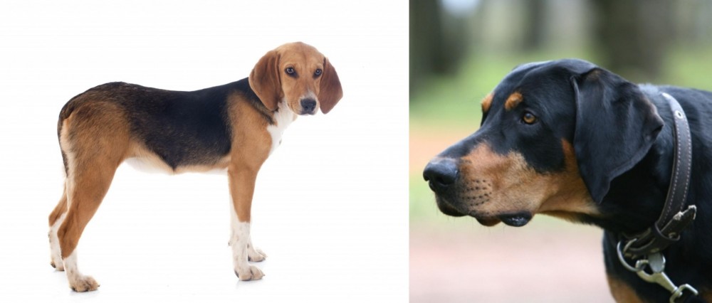 Lithuanian Hound vs Beagle-Harrier - Breed Comparison