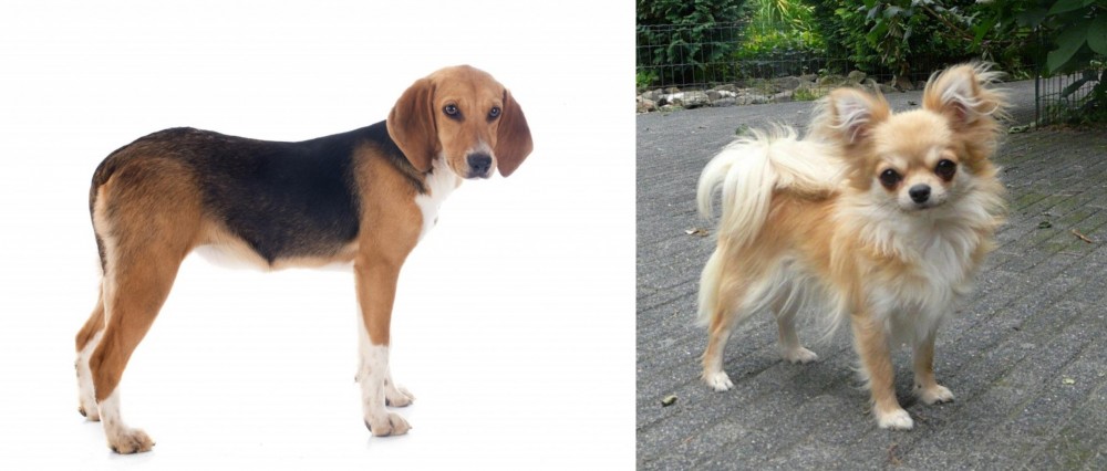 Long Haired Chihuahua vs Beagle-Harrier - Breed Comparison