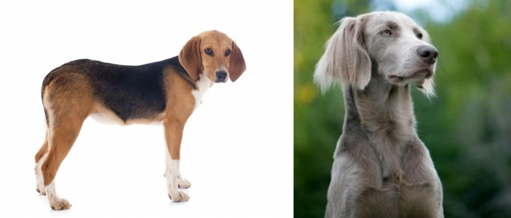 Longhaired Weimaraner vs Beagle-Harrier - Breed Comparison