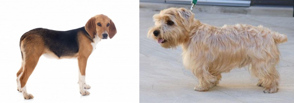 Lucas Terrier vs Beagle-Harrier - Breed Comparison