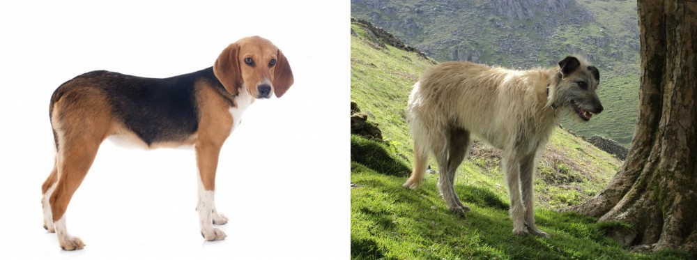 Lurcher vs Beagle-Harrier - Breed Comparison