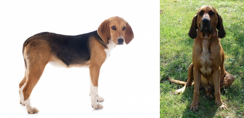 Majestic Tree Hound vs Beagle-Harrier - Breed Comparison
