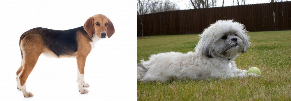 Mal-Shi vs Beagle-Harrier - Breed Comparison