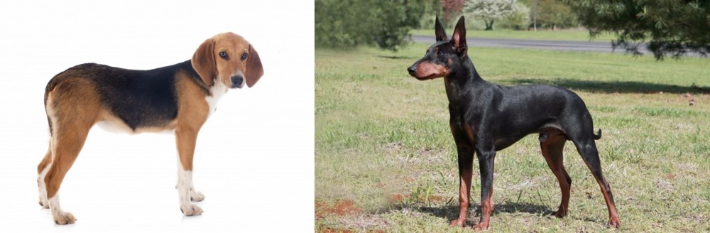 Manchester Terrier vs Beagle-Harrier - Breed Comparison