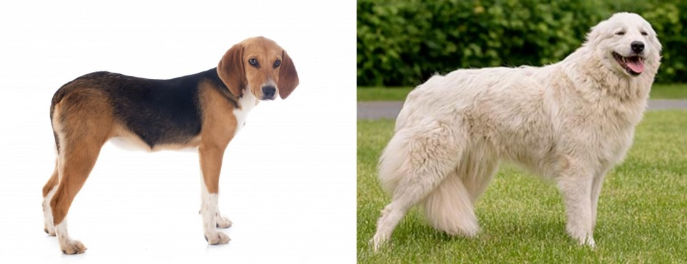 Maremma Sheepdog vs Beagle-Harrier - Breed Comparison