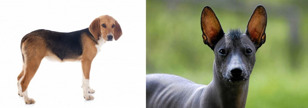 Mexican Hairless vs Beagle-Harrier - Breed Comparison