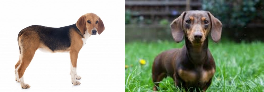 Miniature Dachshund vs Beagle-Harrier - Breed Comparison