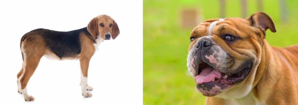 Miniature English Bulldog vs Beagle-Harrier - Breed Comparison