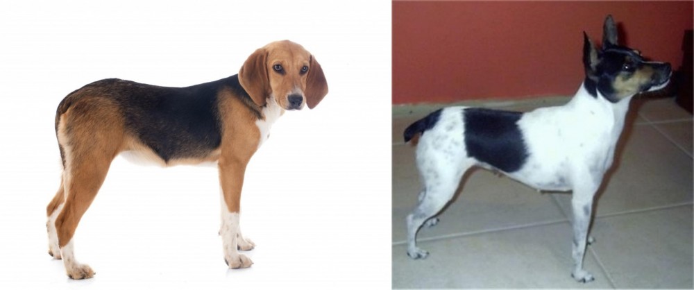 Miniature Fox Terrier vs Beagle-Harrier - Breed Comparison