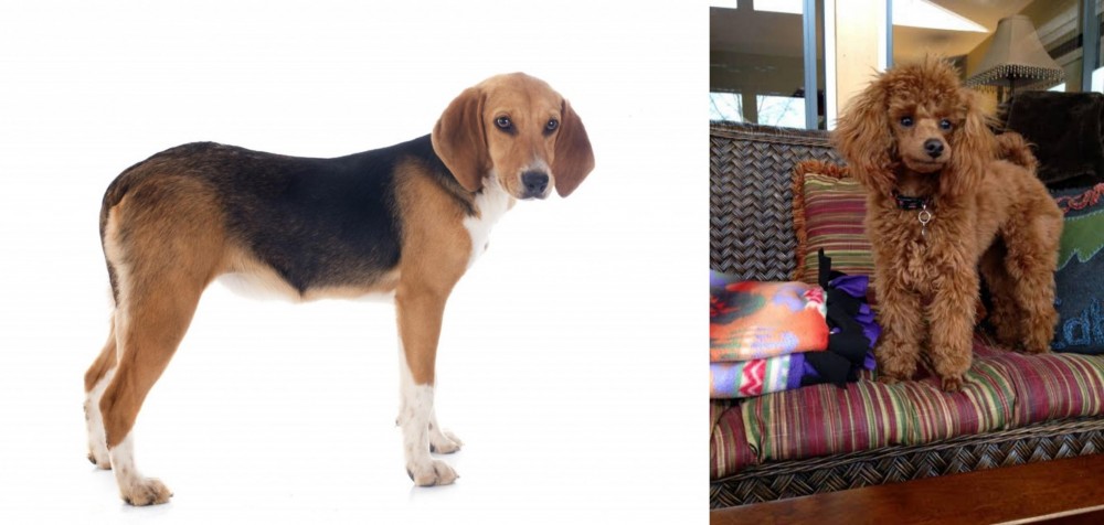 Miniature Poodle vs Beagle-Harrier - Breed Comparison