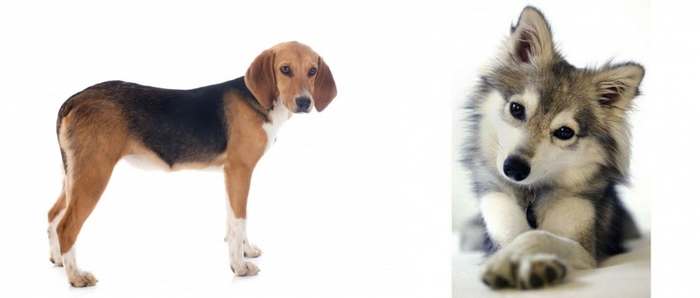 Miniature Siberian Husky vs Beagle-Harrier - Breed Comparison