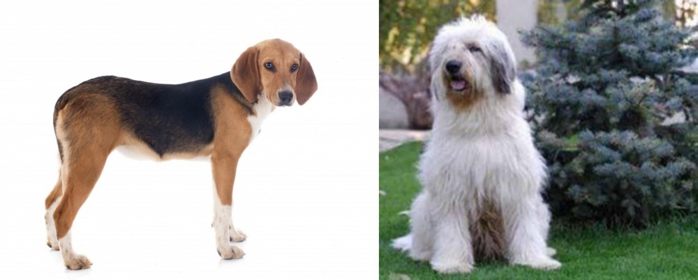 Mioritic Sheepdog vs Beagle-Harrier - Breed Comparison