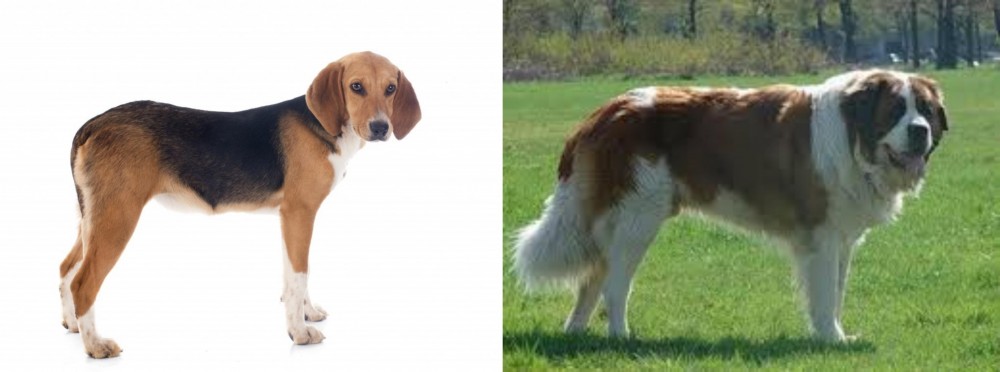 Moscow Watchdog vs Beagle-Harrier - Breed Comparison