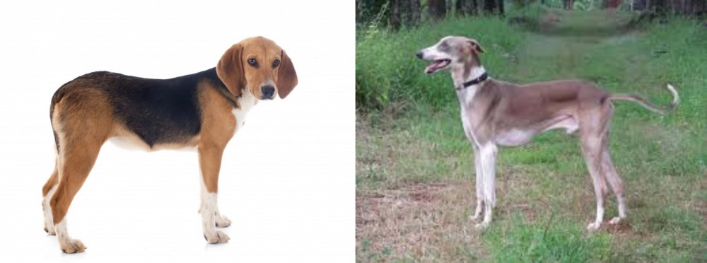 Mudhol Hound vs Beagle-Harrier - Breed Comparison