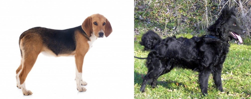 Mudi vs Beagle-Harrier - Breed Comparison